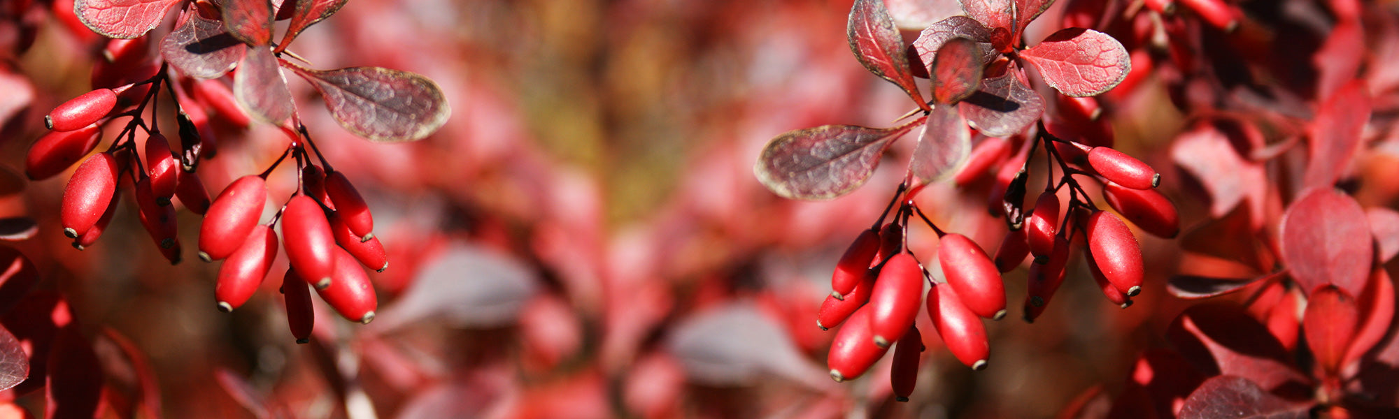 Épine-vinette de Darwin - Berberis darwinii