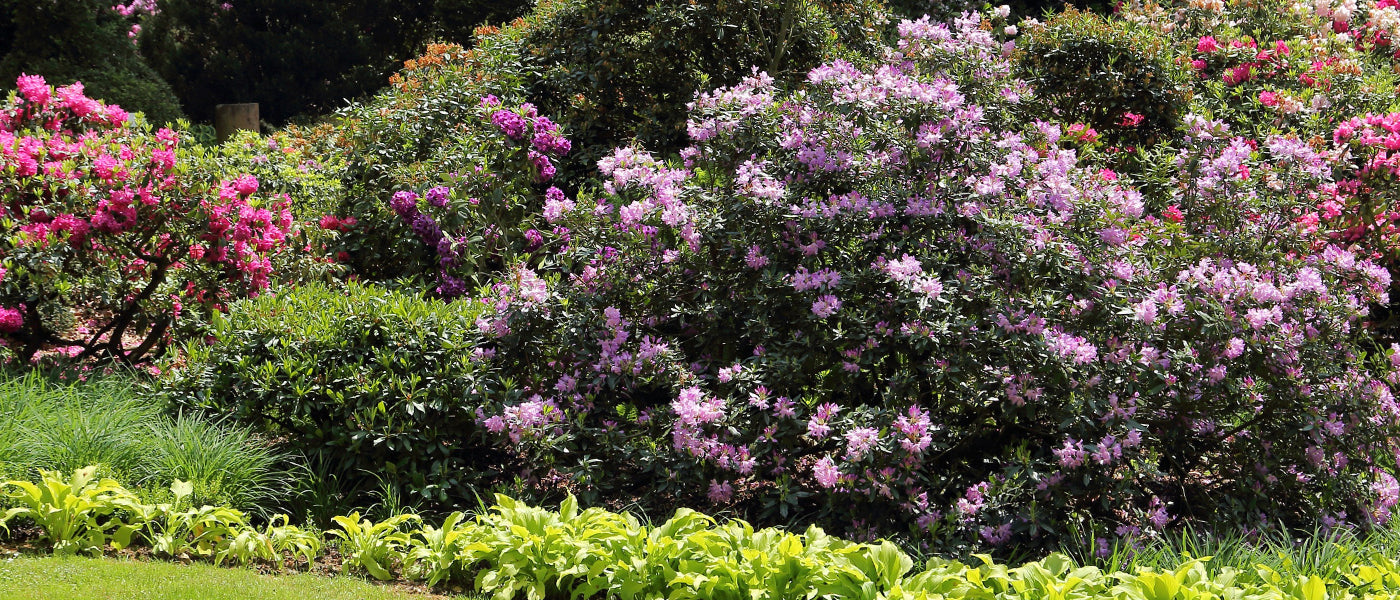 Nouveautés arbustes