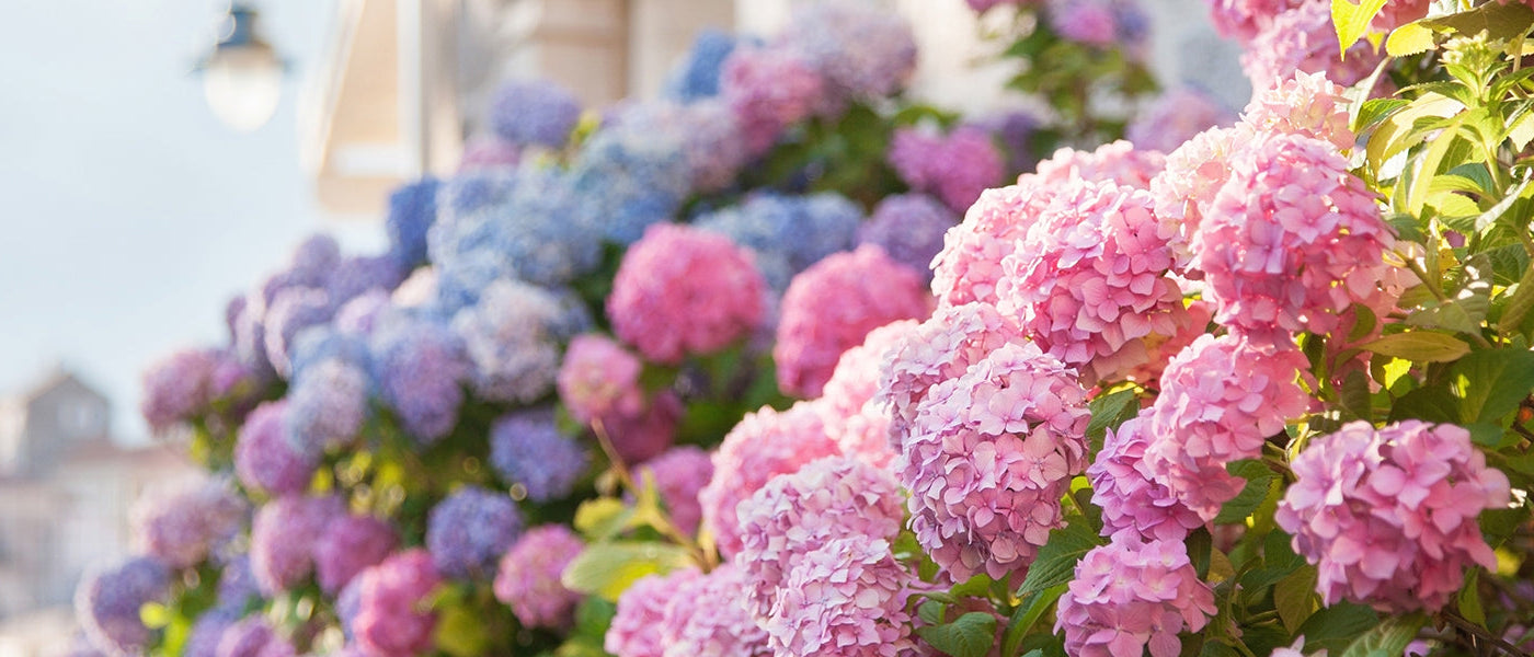 Hortensias