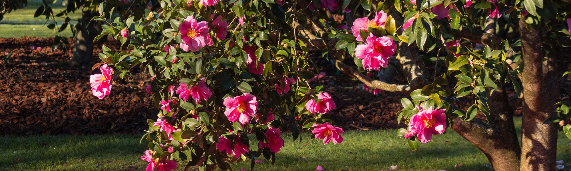 Camélia à feuilles d'azalée - Camellia azaleaefolia