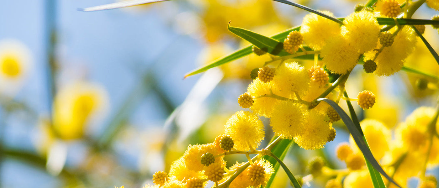 Mimosas