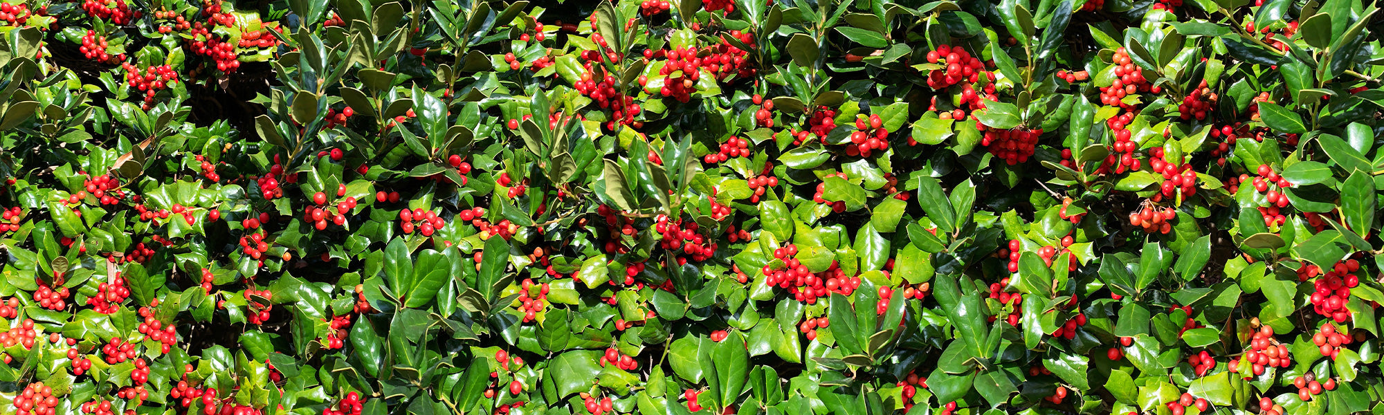 Cassine - Ilex cassine