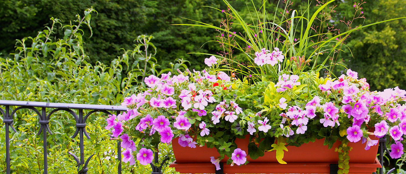Fleurs à semer pour bacs jardinières et suspension