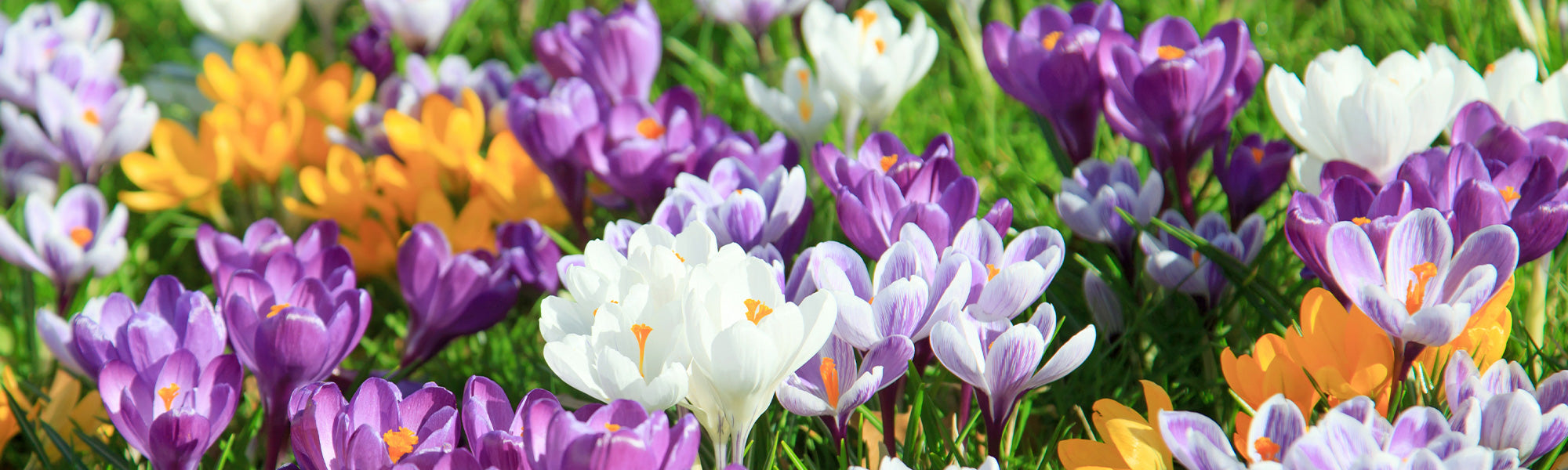Crocus d'Ankara - Crocus ancyrensis