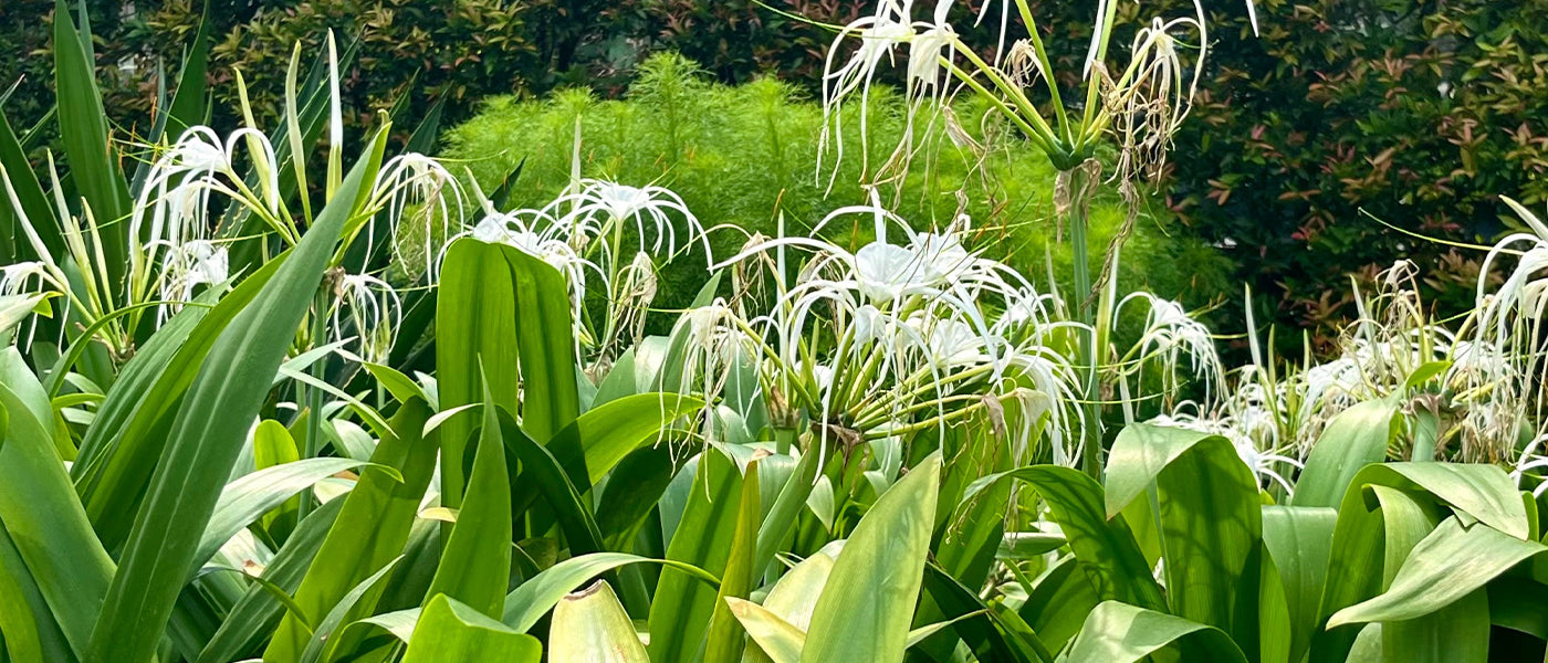 Hymenocallis