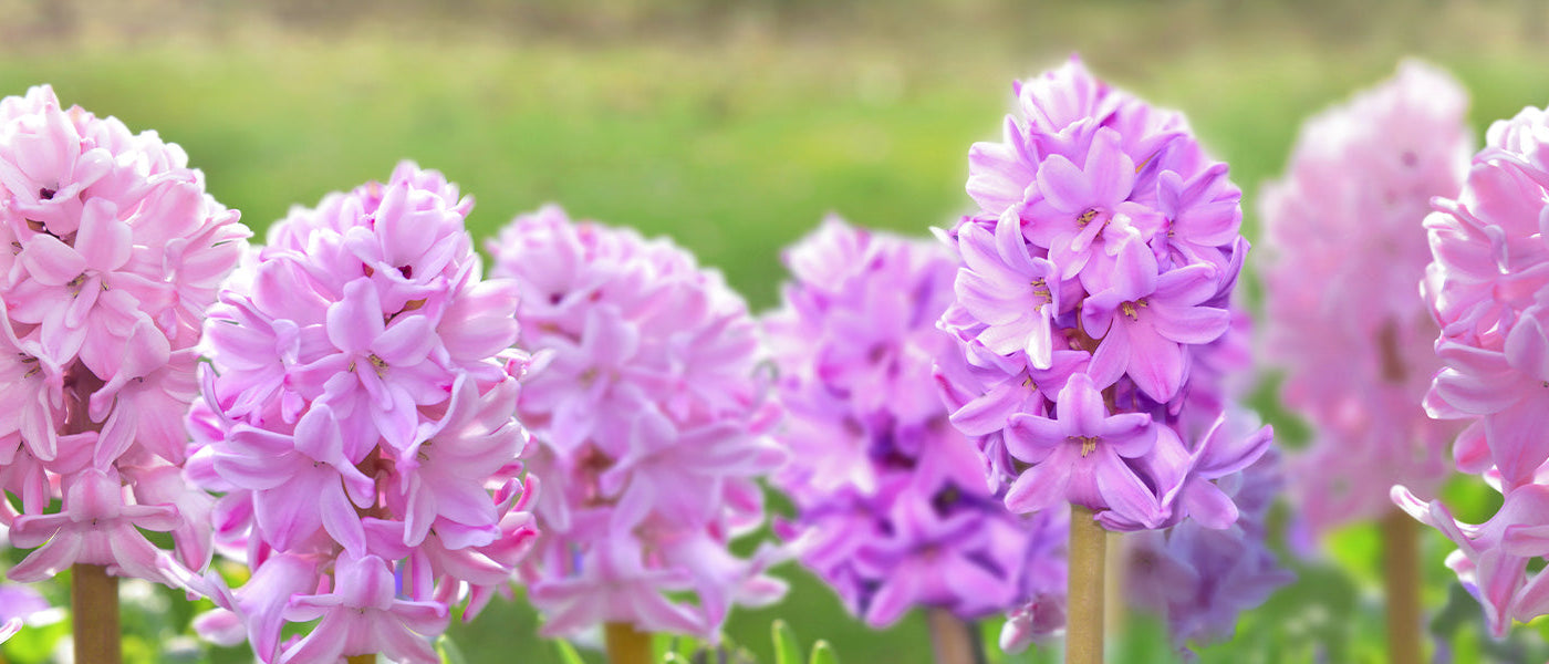 Jacinthe d'Espagne - Hyacinthus hispanicus