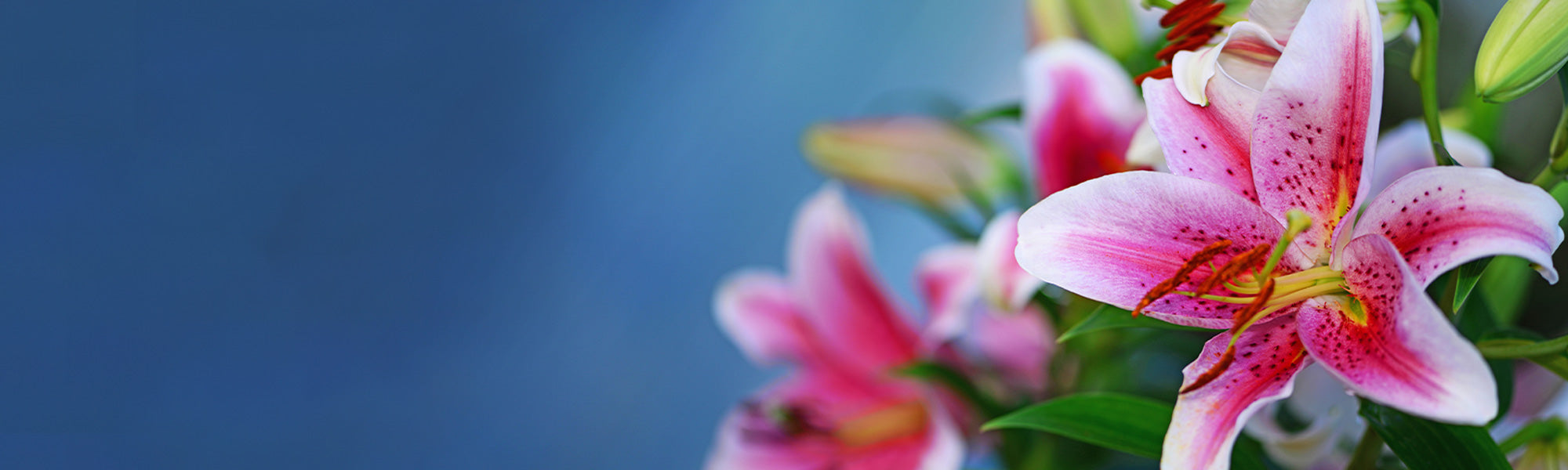 Lis superbe - Lilium speciosum