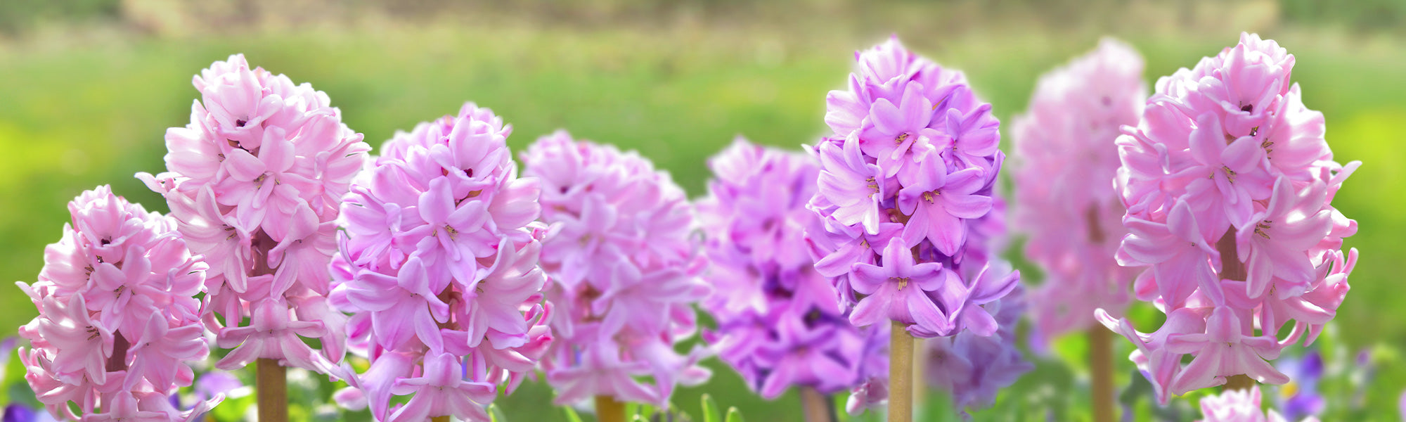 Jacinthe leucophae - Hyacinthus leucophaeus