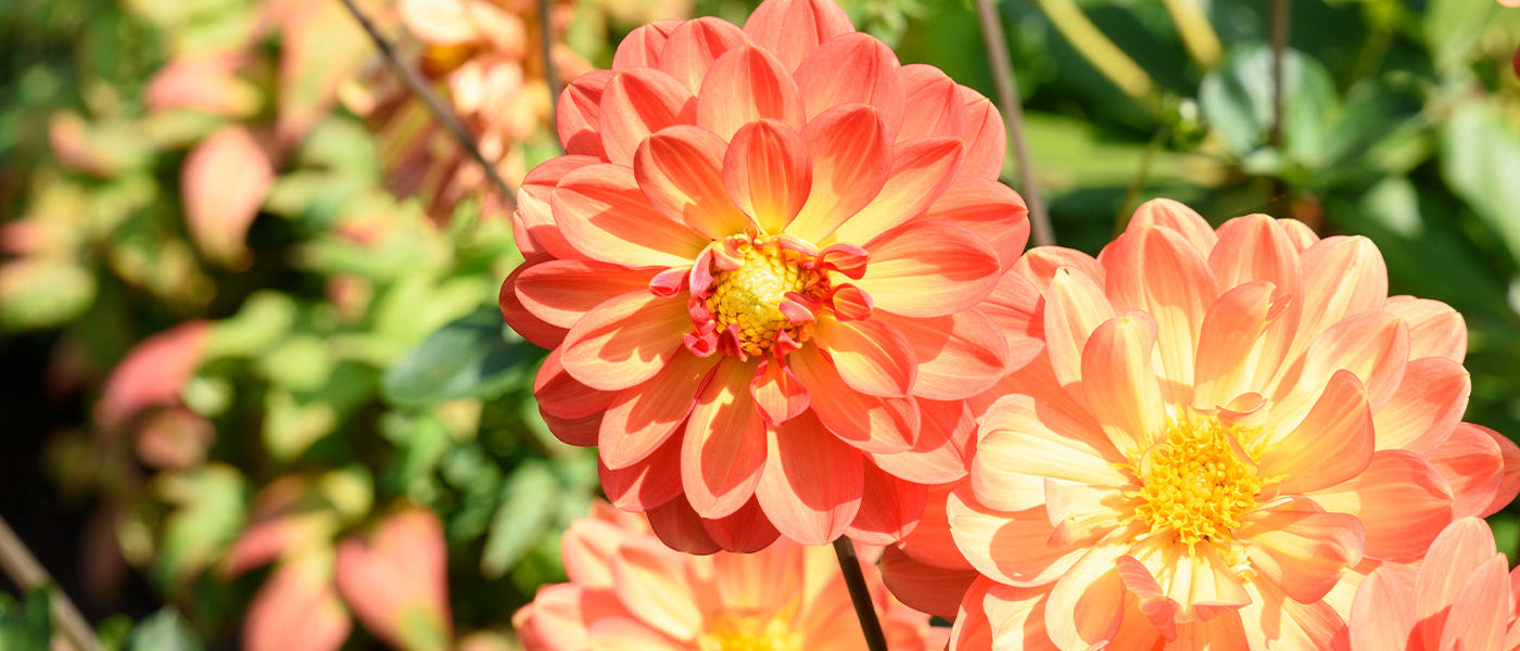 Dahlia impérial - Dahlia imperialis