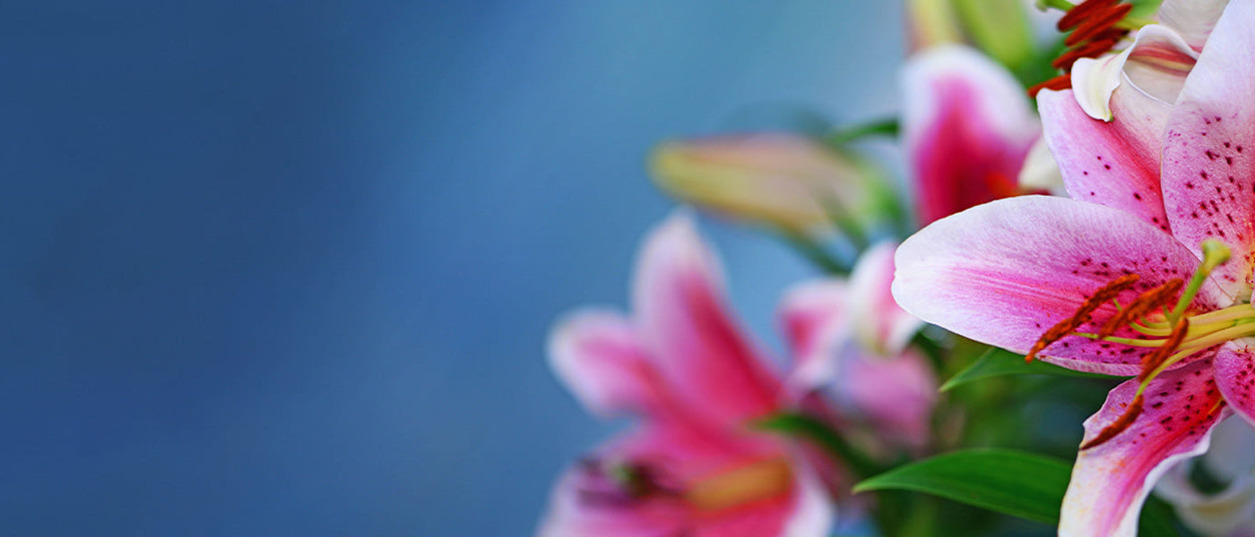 Lis martagon - Lilium martagon