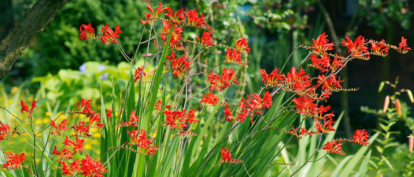 Crocosmia de Mathews - Crocosmia mathewsiana
