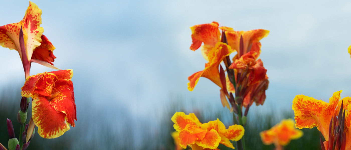 Canna de Warszewicz - Canna warszewiczii