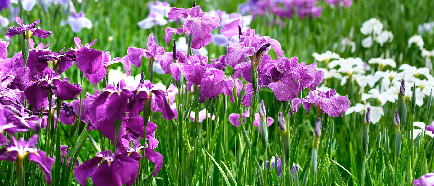 Iris de Sibérie - Iris sibirica