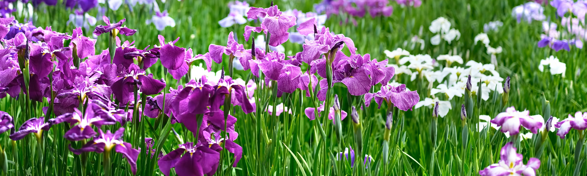 Iris de Sibérie - Iris sibirica