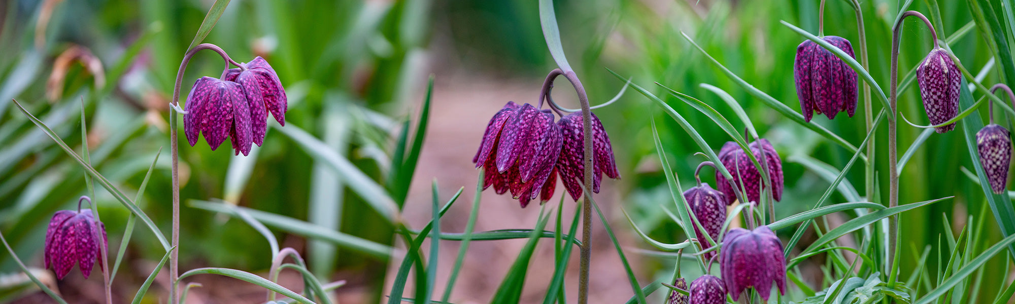 Fritillaire pudique - Fritillaria pudica