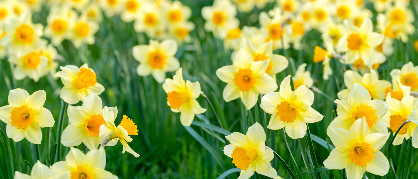 Jonquille - Narcissus pseudonarcissus