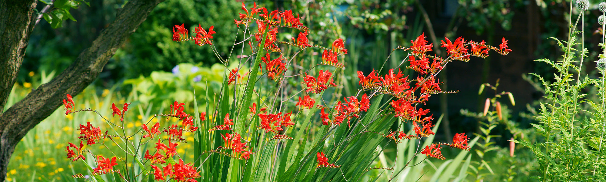 Montbretia - Crocosmia montbretia