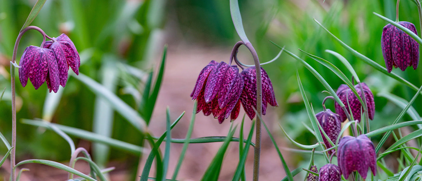Fritillaire du Kamtchatka - Fritillaria camschatcensis
