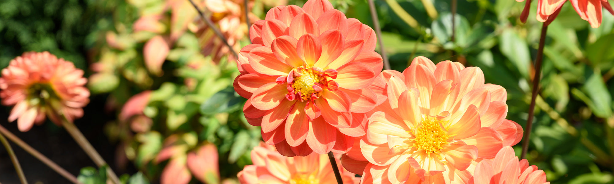Dahlia géant - Dahlia excelsa