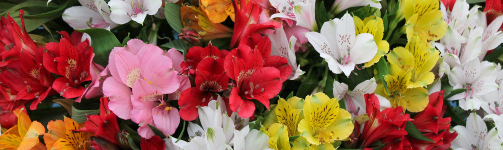 Bulbes de alstroemère pour floraison durable | Willemse