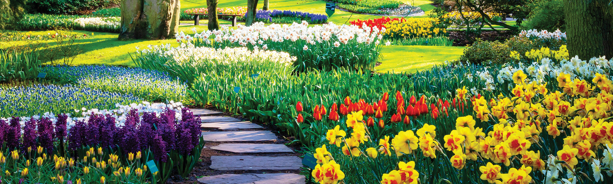 Alstroemère perroquet - Alstroemeria psittacina