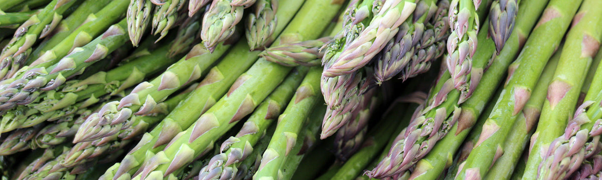 Plants d'asperges pour rcolte durable | Willemse