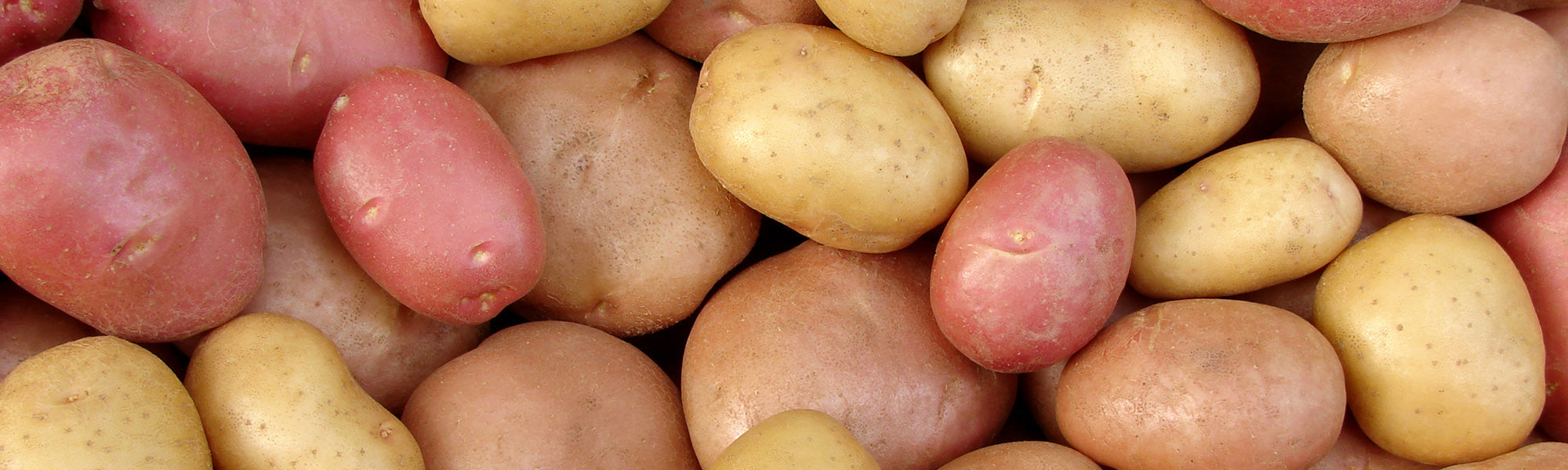 Plants de pommes de terre Bio