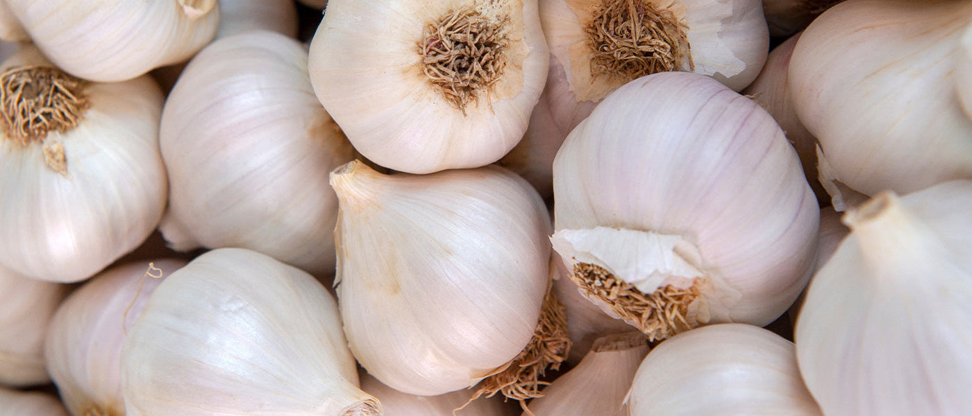 Ciboulette - Allium schoenoprasum