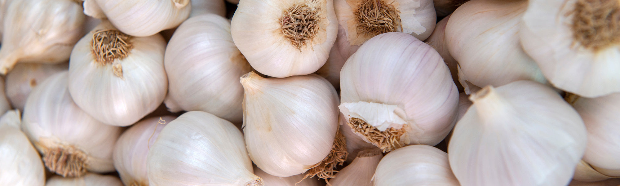 Ciboulette - Allium schoenoprasum