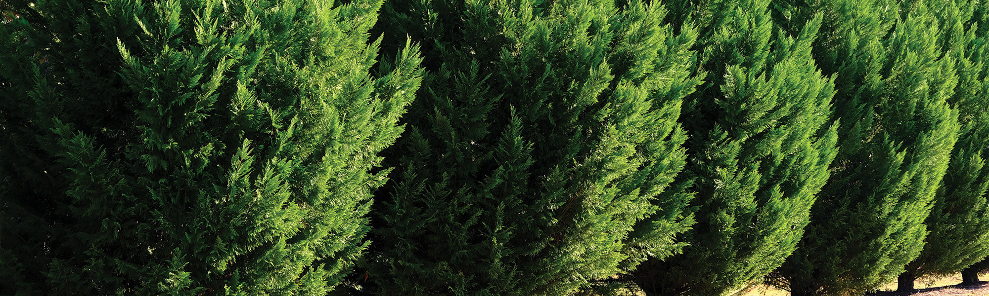 Cyprès du Portugal - Cupressus lusitanica
