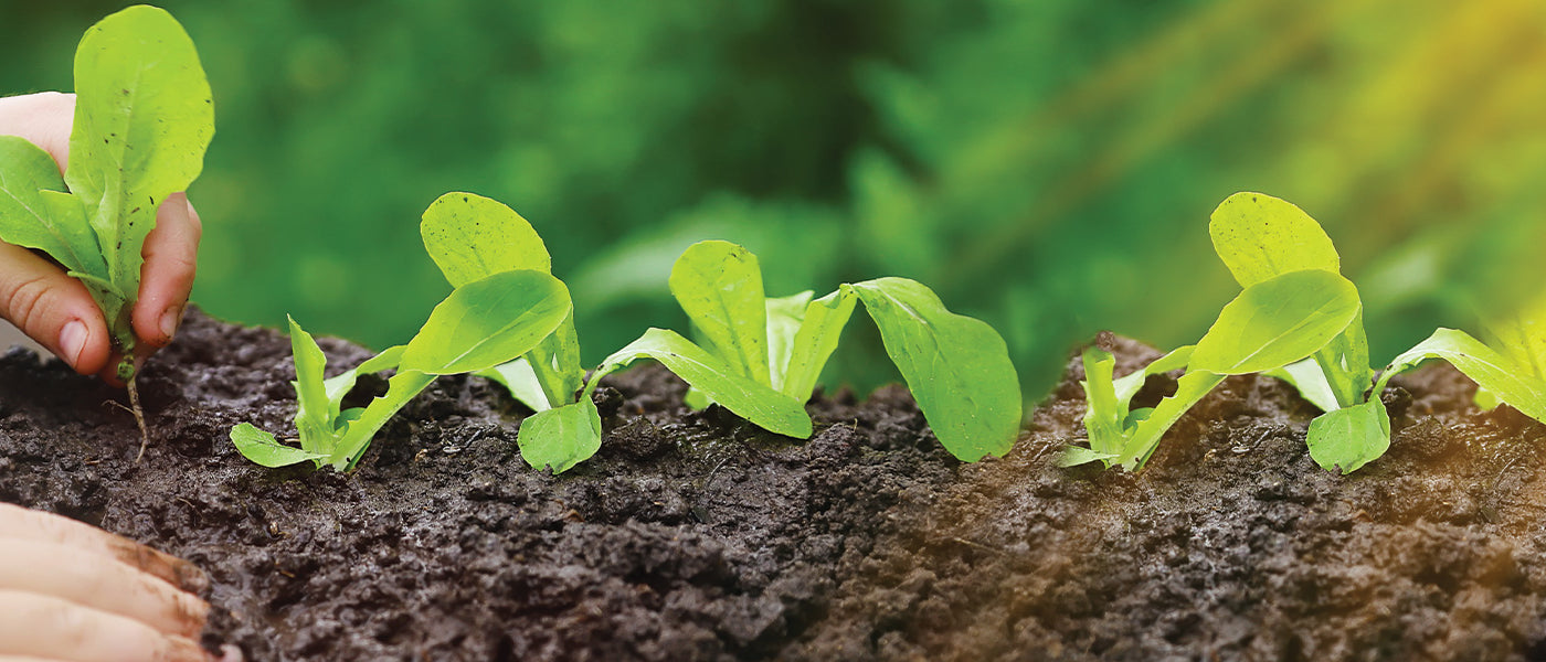 Engrais et protection