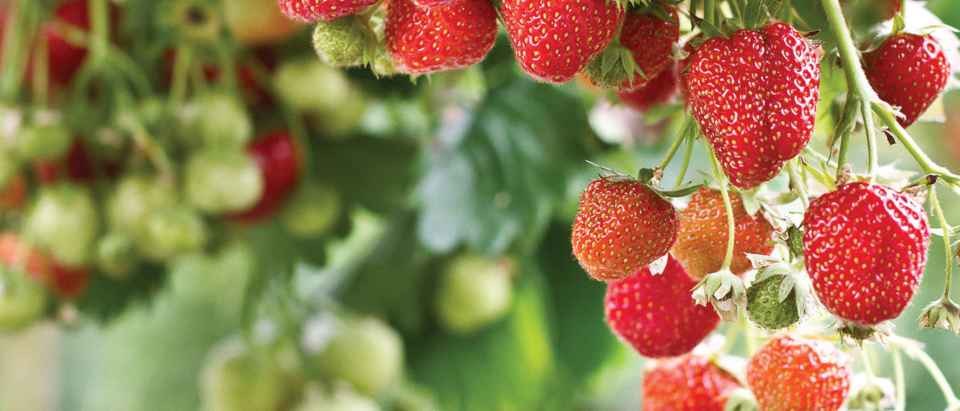 Fraisiers