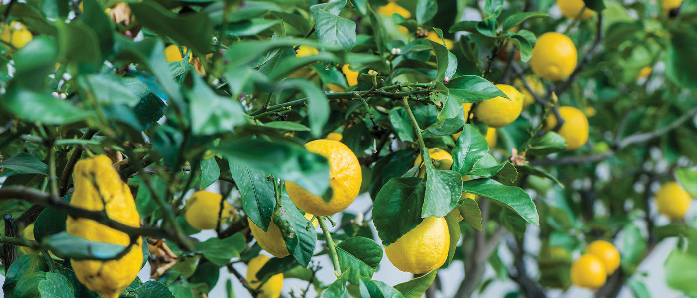 Combava - Citrus hystrix