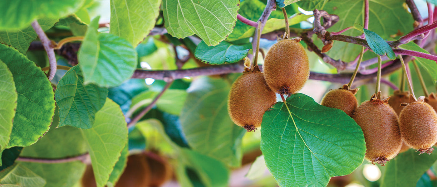 Kiwi à quatre parties - Actinidia tetramera