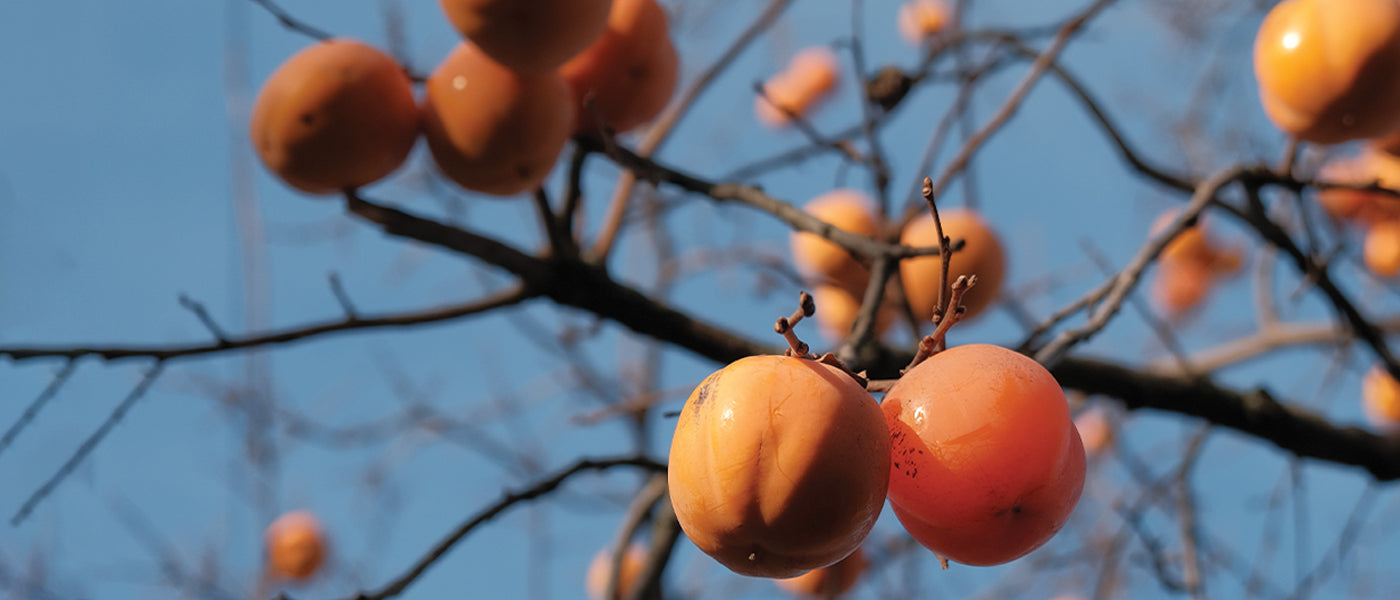 Fruitiers autofertiles