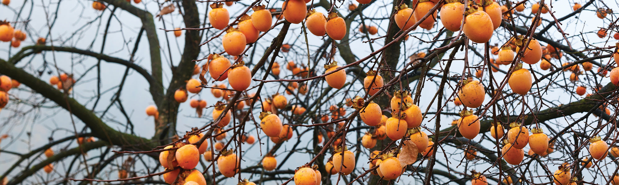 Kaki - Kaki diospyros