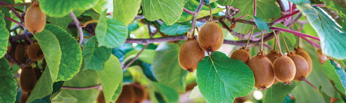 Plant Actinidia Mâle Weiki - Kiwi Rustique Pollinisateur, Grimpante, Résiste Jusqu'à -30°C, Pot 1L