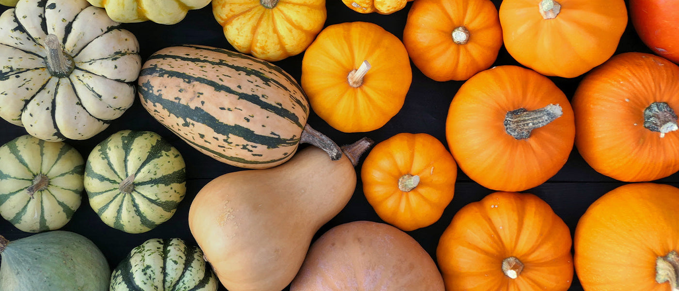 Courge à doigts - Cucurbita digitata