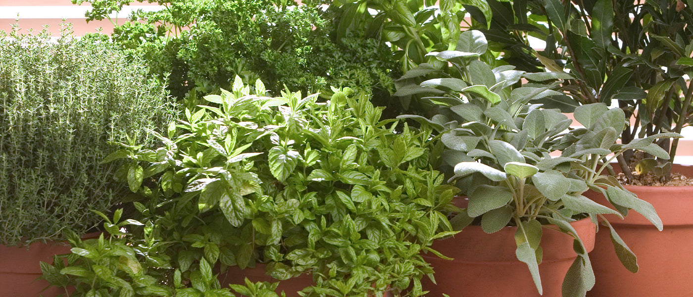 Graines d'aromatiques Bio