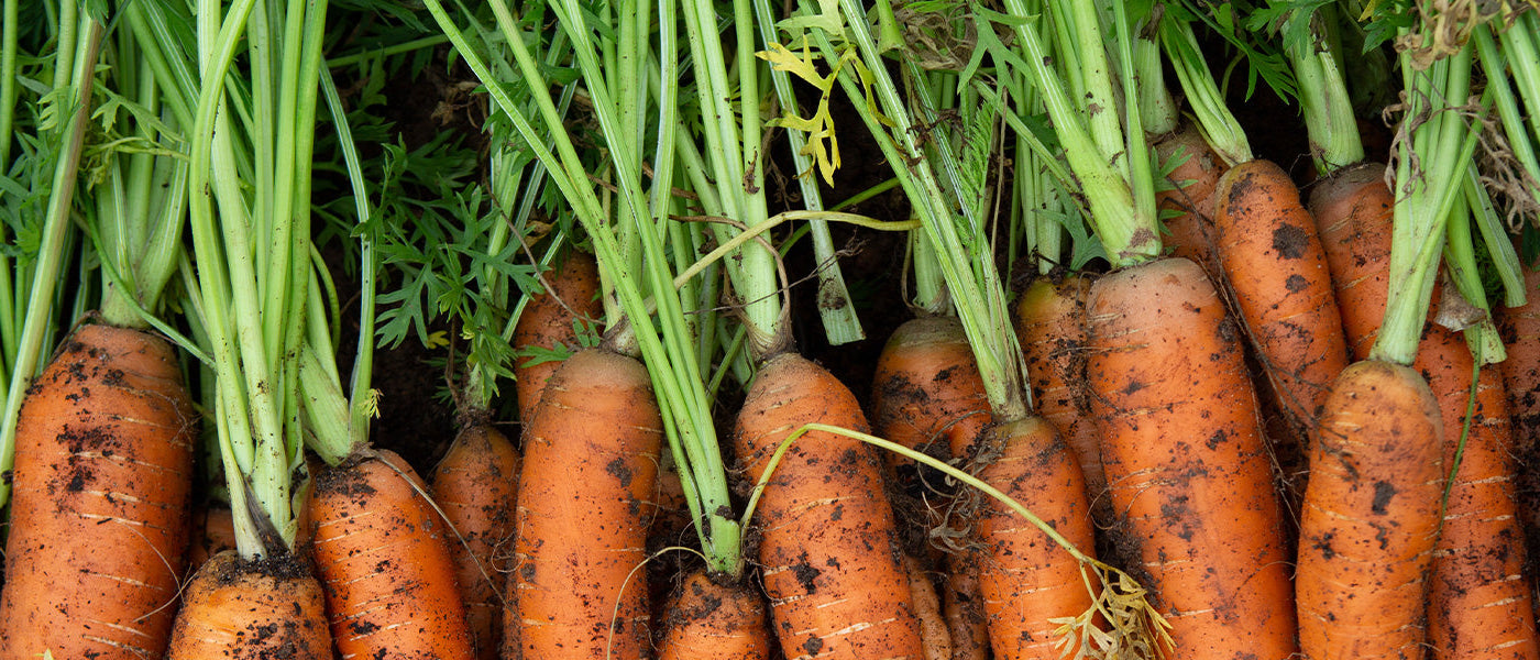 Carotte littorale - Daucus littoralis