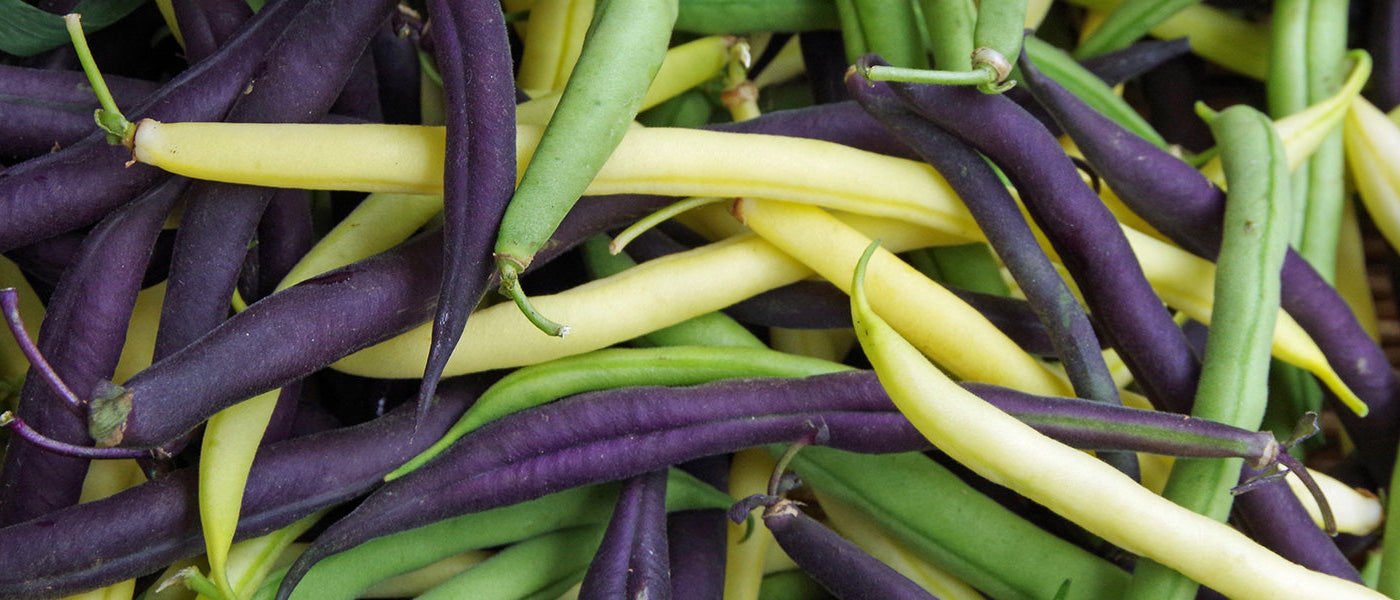 Haricots à rames
