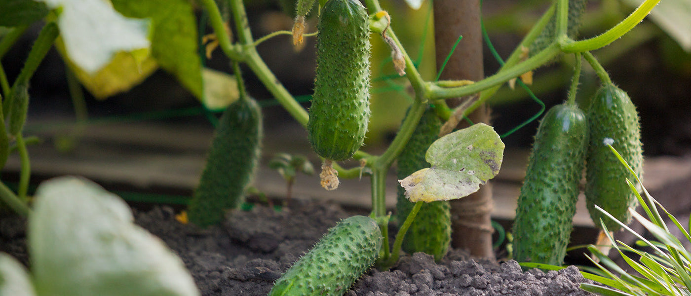 Cornichons