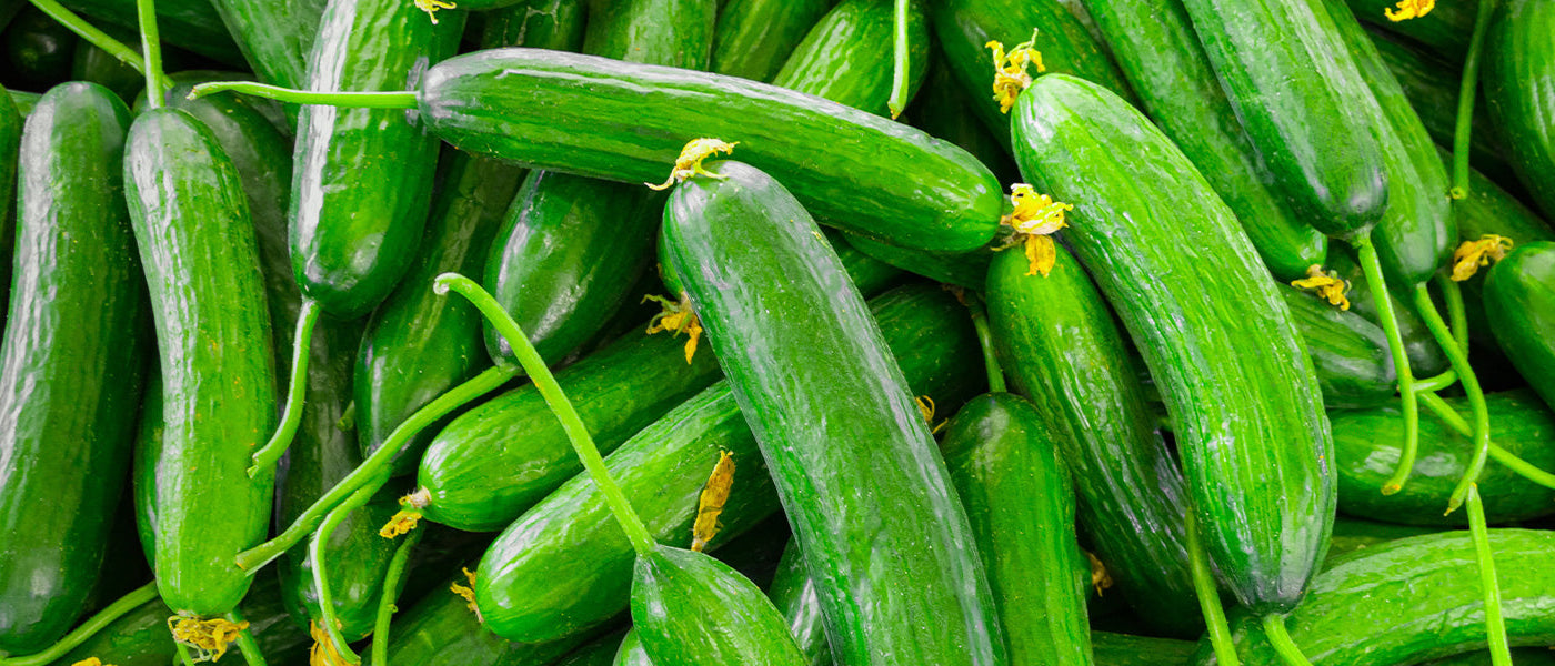 Concombre du Prophète - Cucumis prophetarum