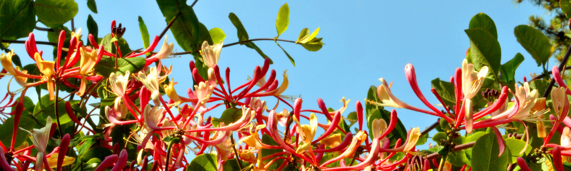 Chèvrefeuille toujours vert - Lonicera sempervirens