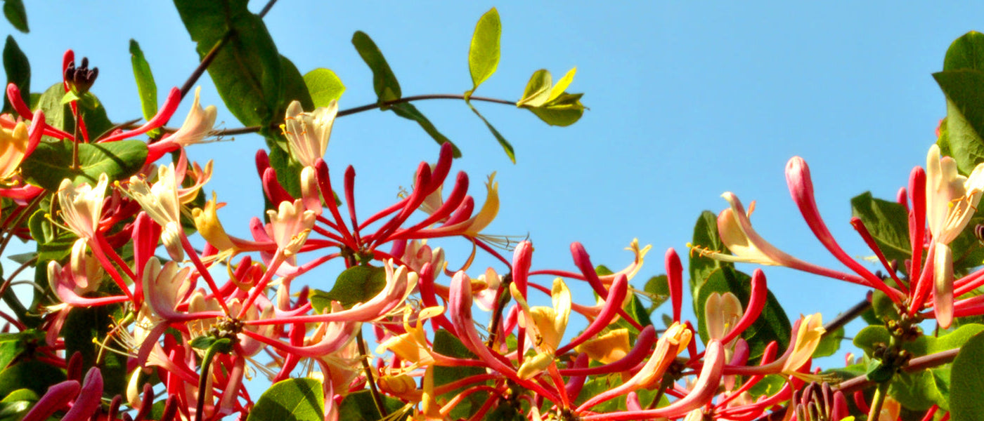 Chèvrefeuille du Japon - Lonicera japonica