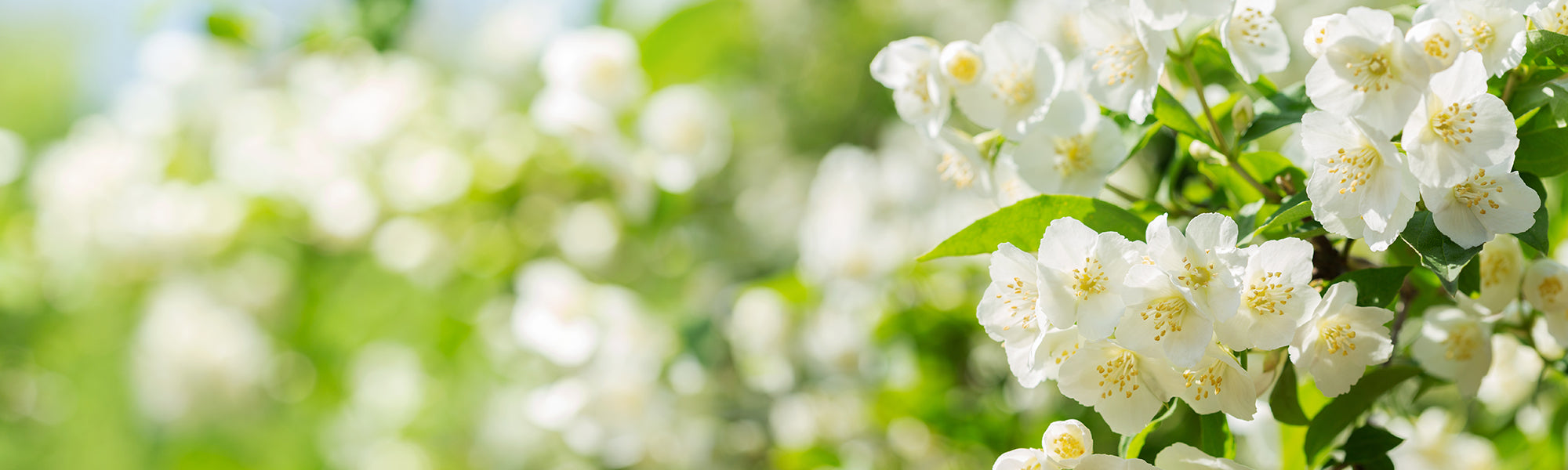 Jasmin polyanthum - Jasminum polyanthum