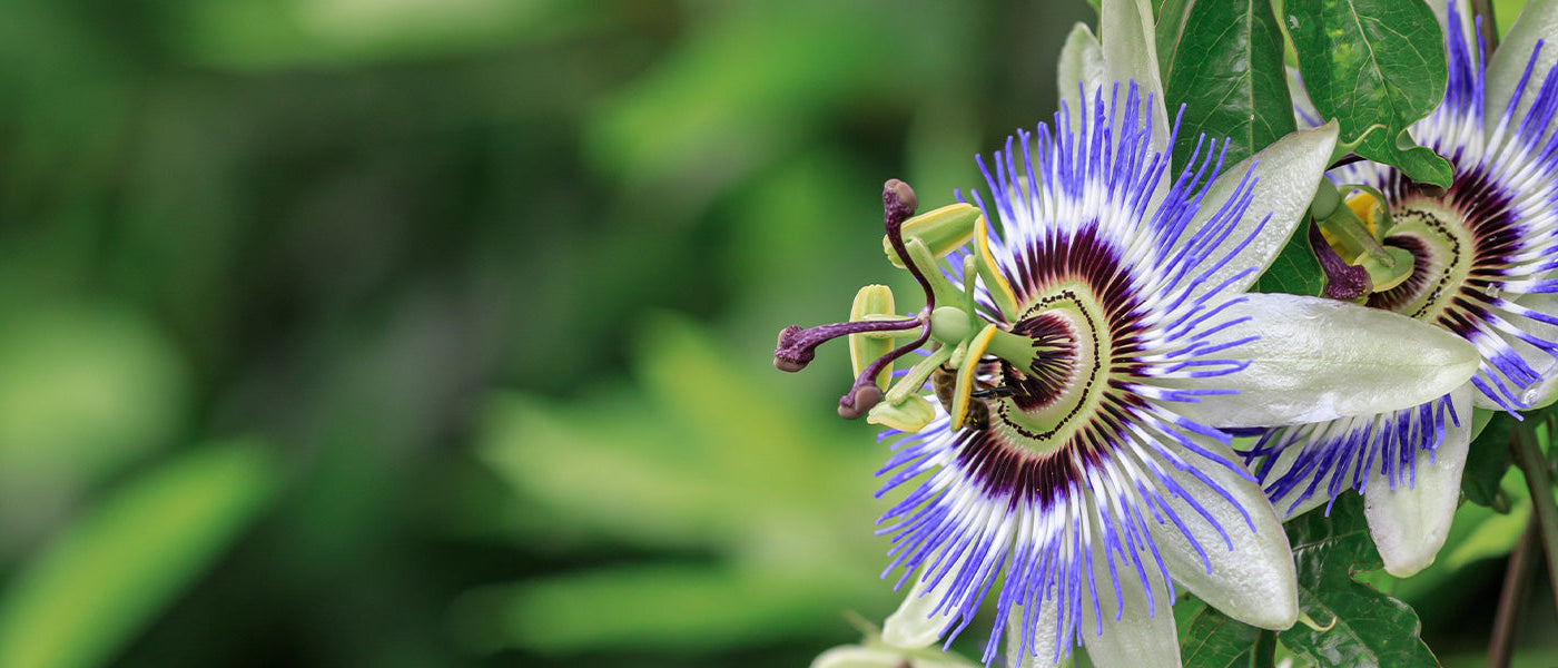 Grenadille douce - Passiflora ligularis