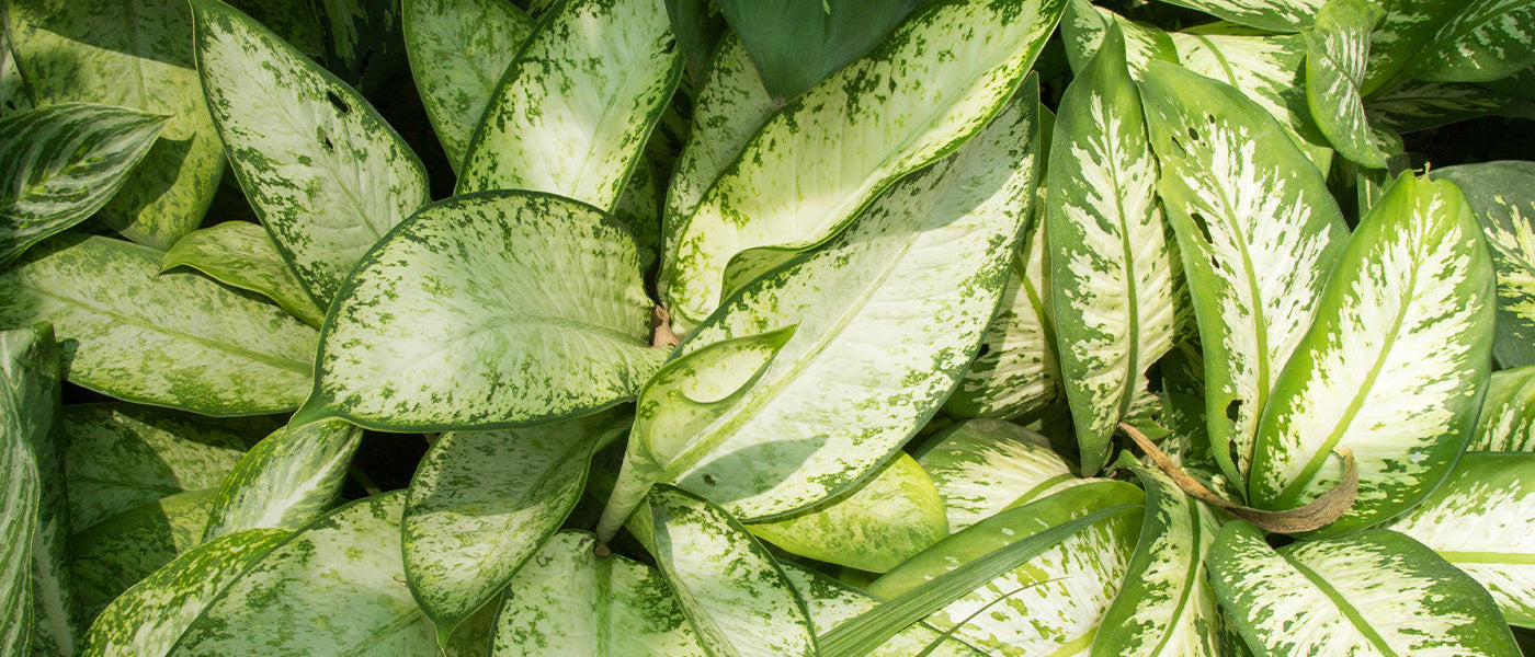 Dieffenbachia peinte - Dieffenbachia picta