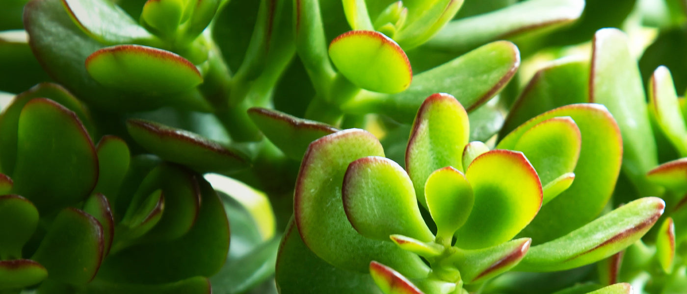 Crassula