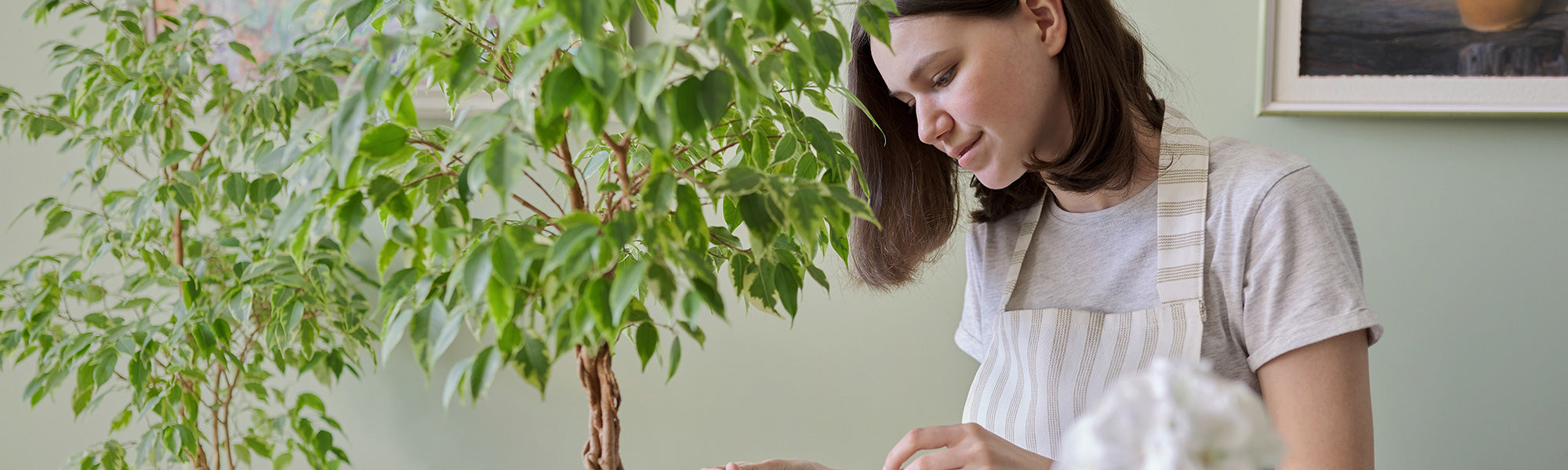 Figuier commun - Ficus carica